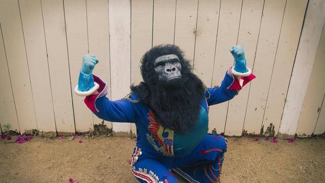 Social Media: Die Philosophie der Gorillabekämpfung
