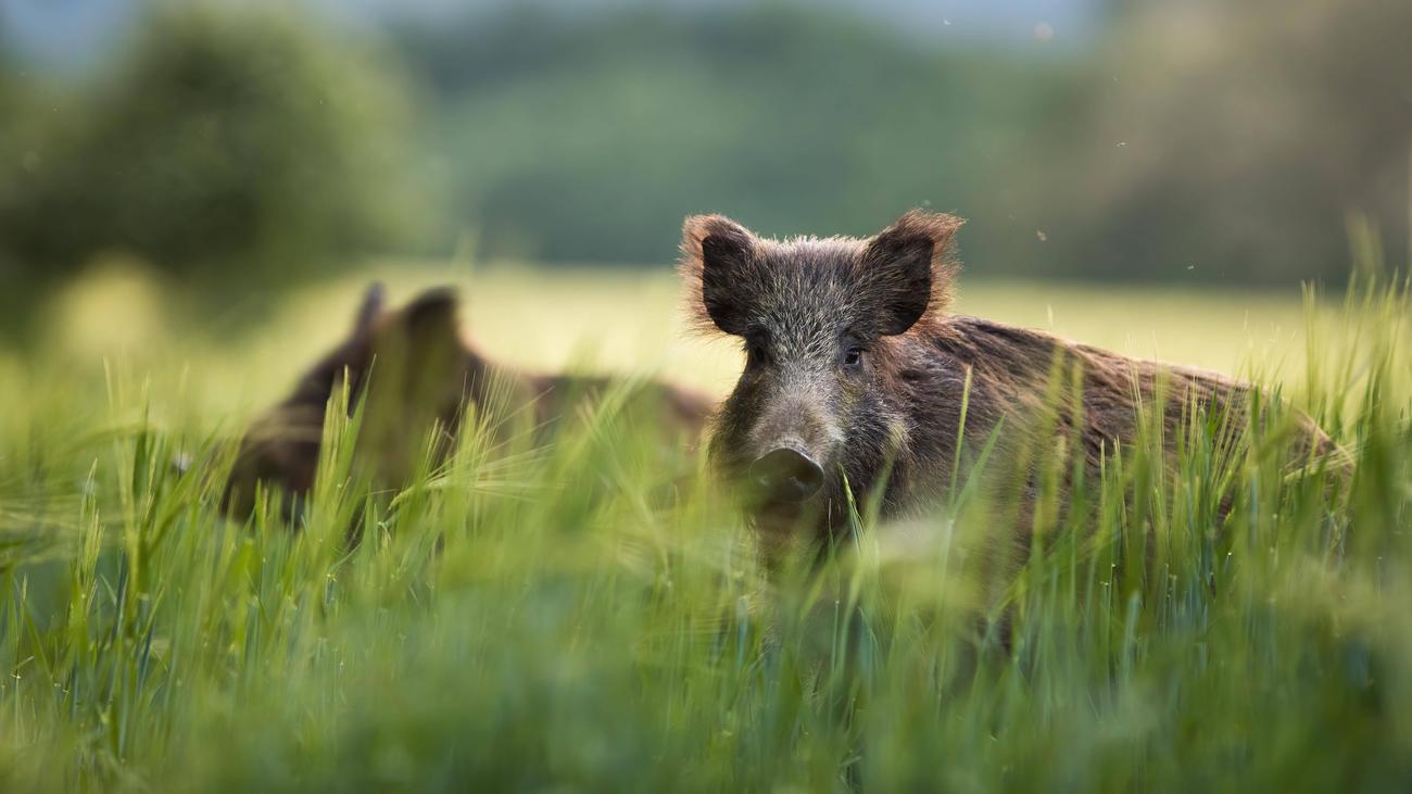 Wildschweine Wild Fur Alle Zeitmagazin