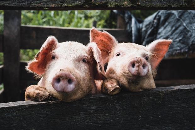 Fleischpreise bei Lidl: Wie viel ist Verbrauchern Schweinefleisch wert?