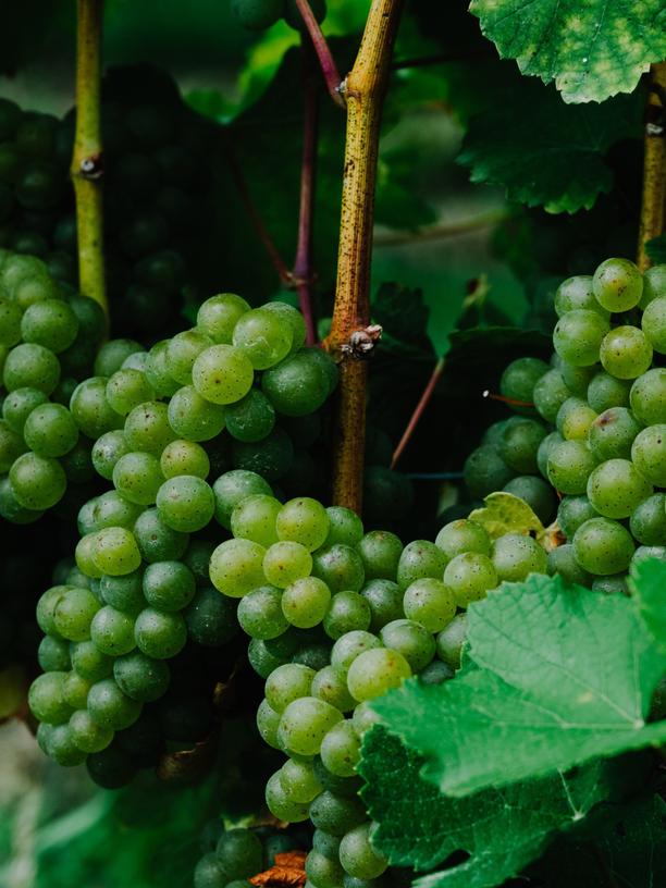 Weinanbau: Das Leben unter dem Wein