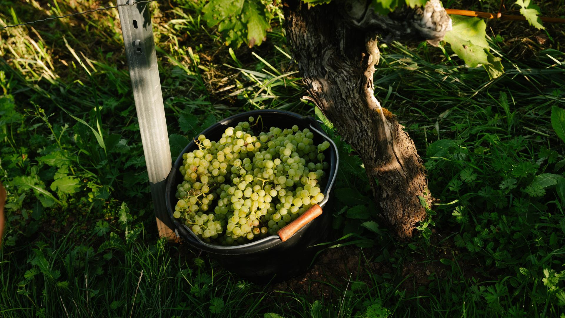 Norddeutscher Wein: Viele Enttäuschungen und ein paar Überraschungen