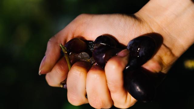 Weinexperimente: Die köstlichen Regelbrecher