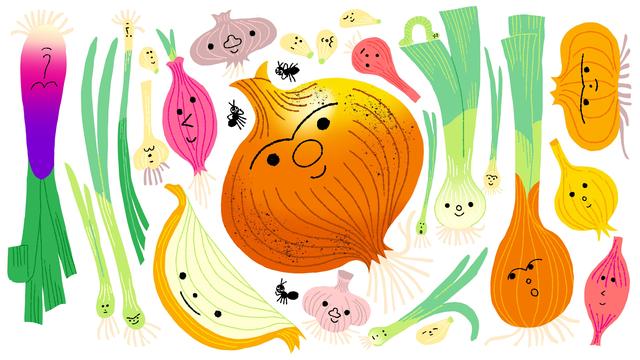 (+) Zwiebel: Die Zwiebel