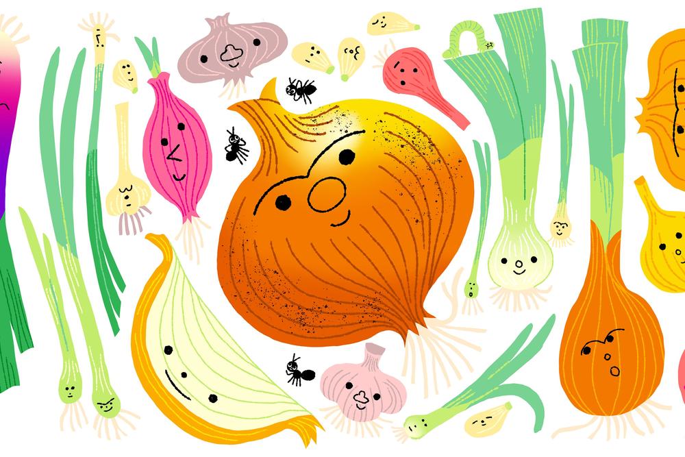 Zwiebel: Die Zwiebel