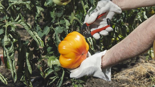 Tomate: Eine Liebeserklärung an das runde Wunder