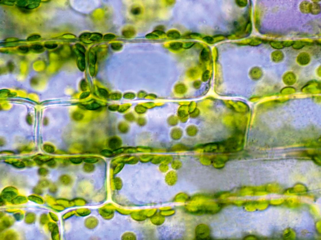 Photosynthese: Das neue Blatt | DIE ZEIT