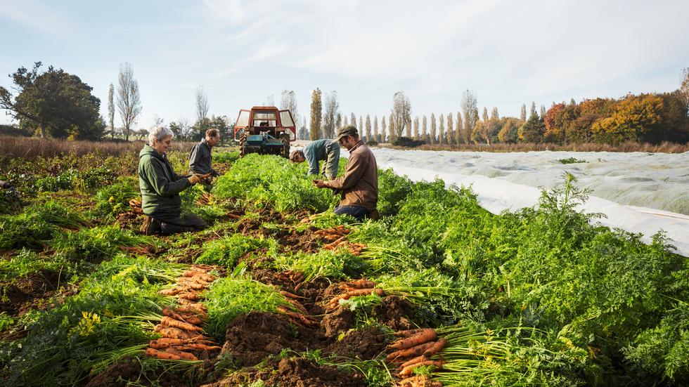 Solidarische Landwirtschaft: Jekami Bei SoLaWi | ZEIT ONLINE