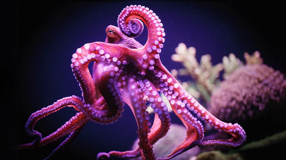 Intelligenz von Tieren Der Oktopus ZEIT