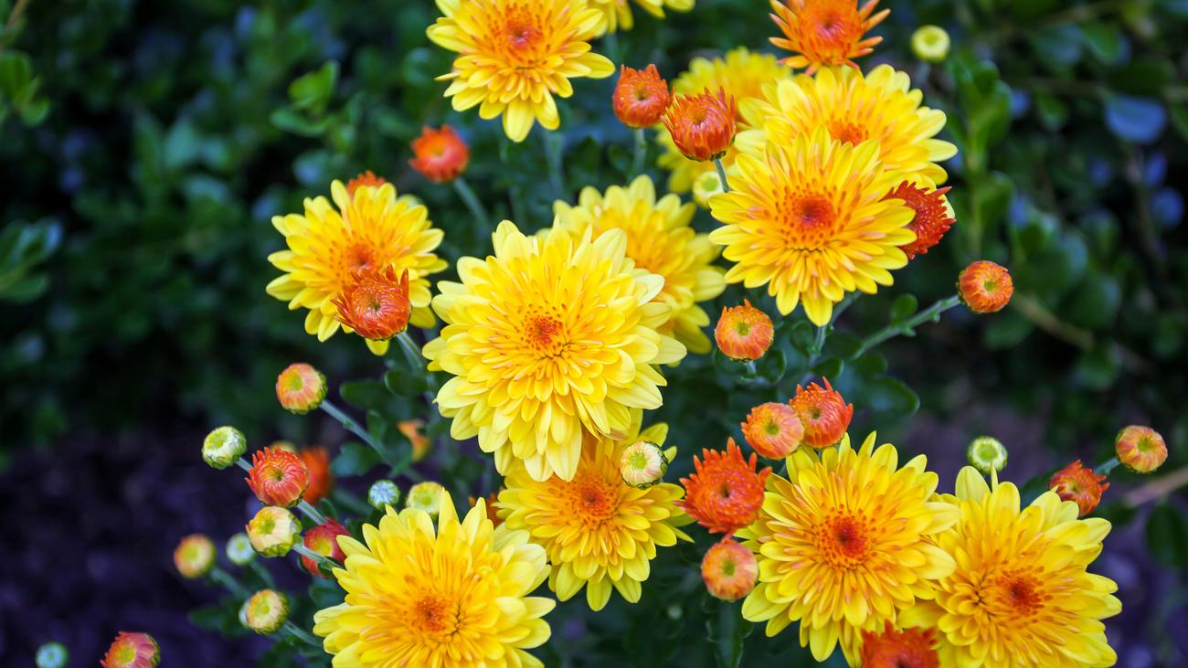 Chrysantheme: 