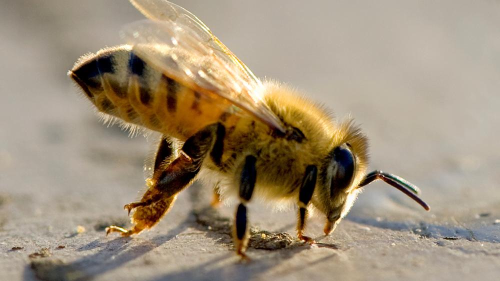 Bienen und Menschen: Dem Menschen fällt es oft schwer, Älteren noch neue Herausforderungen zuzutrauen. Der Biene nicht.
