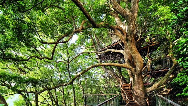 Holzbauten: Zurück in die Zukunft