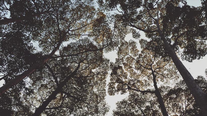 Des einen Wald ist des anderen Großraumdisco. © Christina Sicoli/