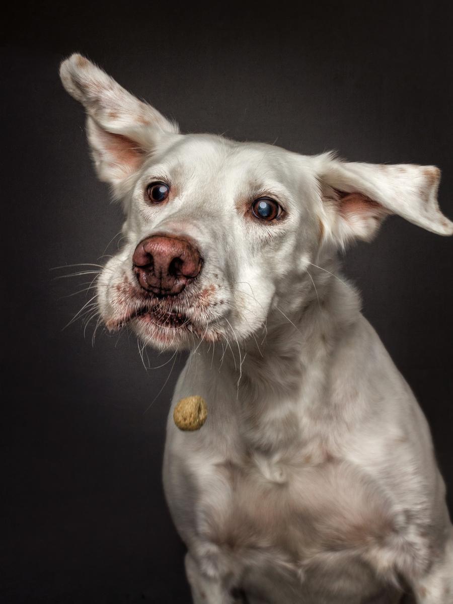 hund oral befriedigen Maulgeruch beim Hund: Ursachen erkennen & Zähne sanft pflegen – FAVLY  Petfood main image 1