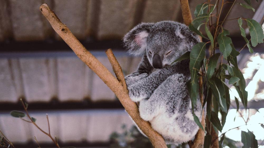Koalas sind leider ein beliebtes Foto-Requisit. © Vita Vilcina/