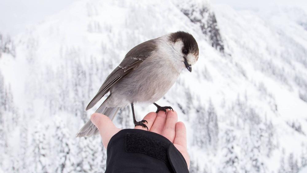 Dieses Wochenende findet die "Stunde der Wintervögel" statt. © Kyle Szegedi | 