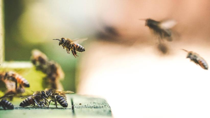 Nicht nur am Weltbienentag gilt: Wir müssen Bienen einen sicheren Lebensraum bieten. 