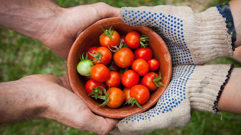 Tomatenanbau ist gar nicht so schwer – wenn ihr ein paar Dinge beachtet. 