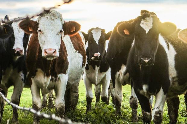 "Die Trennung von ihrem Kalb ist für die Kuh sehr schmerzhaft", sagt Tierärztin Marietheres Reinke. Theo leconte / 